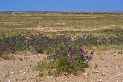 Flowering plants in the desert of Etosha National Park Namibia