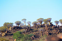 Quiver tree landscape at Mesosaurus Fossils camp site Namibia