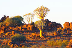 Quiver trees during sunset at Mesosaurus Fossils camp site Namibia
