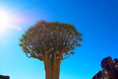 Quiver tree in the Kalahari Desert of Namibia