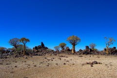 Quiver trees in the Kalahari Desert in Namibia