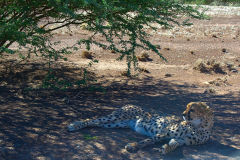 Cheetah at a camp site near Keetmanshoop in Namibia