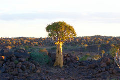 Quiver tree during sunset in the Kalahari in Namibia