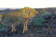Quiver trees during sunset at Mesosaurus Fossils camp site in Namibia