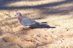 Colored pigeon at the camp site of Ais-Ais in the Fish River Canyon of Namibia