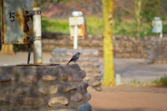 A bird at Ais-Ais camp site in the Fish River Canyon Namibia