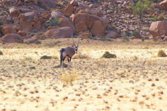 Antilope in the Namib Desert in Namibia
