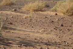 Desert Landscape on the road between Ouarzazate and Mhamid in Morocco