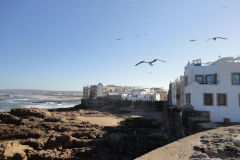 Seagulls in Essaouira, Morocco