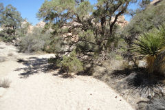 Landscape in Joshua Tree National Park, California, USA