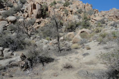 Landscape in Joshua Tree National Park, California, USA