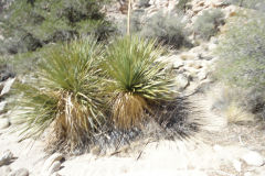 Landscape in Joshua Tree National Park, California, USA