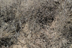 Landscape in Joshua Tree National Park, California, USA