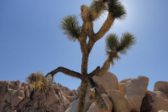 Landscape in Joshua Tree National Park, California, USA