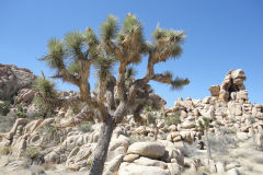 Landscape in Joshua Tree National Park, California, USA