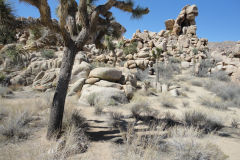 Landscape in Joshua Tree National Park, California, USA