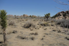 Landscape in Joshua Tree National Park, California, USA