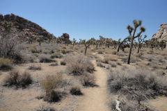 Landscape in Joshua Tree National Park, California, USA