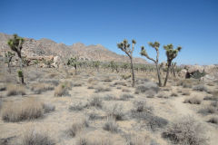 Landscape in Joshua Tree National Park, California, USA