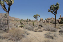 Landscape in Joshua Tree National Park, California, USA