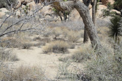 Landscape in Joshua Tree National Park, California, USA