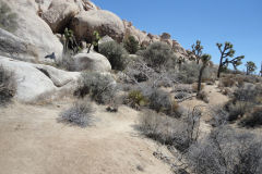 Landscape in Joshua Tree National Park, California, USA
