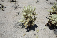 Landscape in Joshua Tree National Park, California, USA