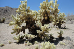 Landscape in Joshua Tree National Park, California, USA