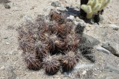 Landscape in Joshua Tree National Park, California, USA