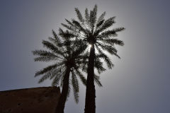 Palms in Marrakech, Morocco
