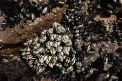 Mussels at the beach of Legzira near Sidi Ifni in Morocco