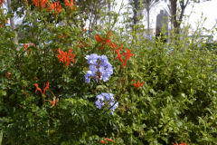Flowering plants in Sidi Ifni, Morocco