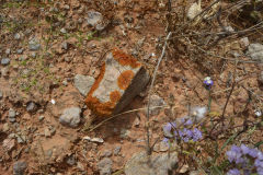 Plants around Legzira near Sidi Ifni, Morocco