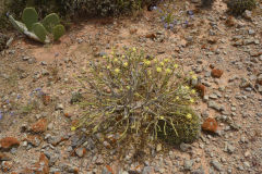 Plants around Legzira near Sidi Ifni, Morocco