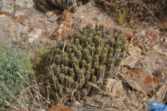 Plants around Legzira near Sidi Ifni, Morocco