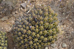 Plants around Legzira near Sidi Ifni, Morocco