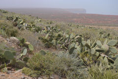 Landscape around Sidi Ifni, Morocco