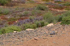 Landscape south of Sidi Ifni, Morocco in direction of Foum Assaka