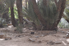 Desert landscape east of Tafraoute in the Anti Atlas, Morocco