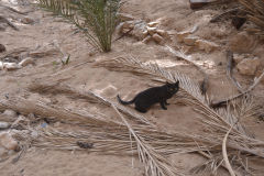 A cat east of Tafraoute in the Anti Atlas, Morocco