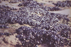 Mussels at Legzia Beach, Morocco