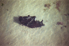 Unknown sea animal at Legzira Beach, Morocco