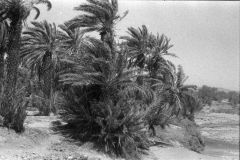 Palms at the Wadi Draa near Mhamid, Morocco