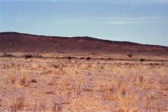 Wild camels in the desert of Morocco