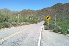 Landscape in Saguaro National Park Arizona, USA