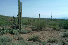 Landscape in Saguaro National Park Arizona, USA