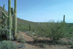 Landscape in Saguaro National Park Arizona, USA