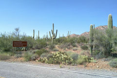 Landscape in Saguaro National Park Arizona, USA