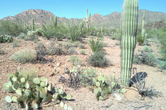 Landscape in Saguaro National Park Arizona, USA