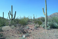 Landscape in Saguaro National Park Arizona, USA